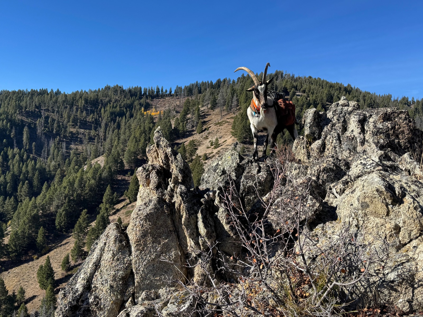 Tails from the Trails: A Hike and a Hunt